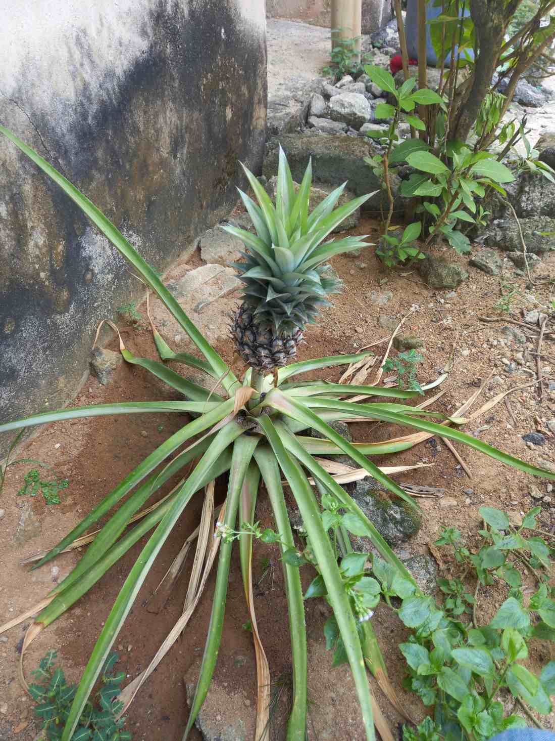 Pineapple