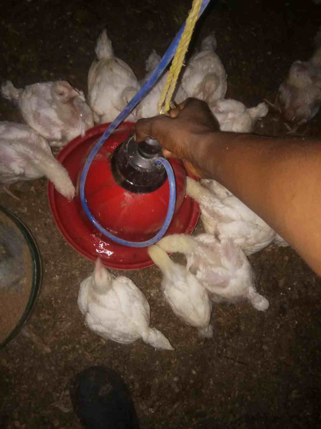 Poultry 2